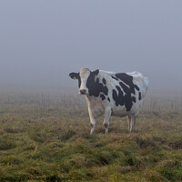 Buy canvas prints of A cow standing on top of a grass covered field by barbara walsh