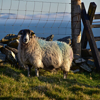 Buy canvas prints of Sheep with view by barbara walsh