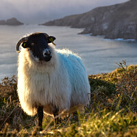 Buy canvas prints of A sheep standing on top of Dunmore head by barbara walsh