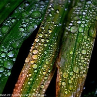 Buy canvas prints of Raindrops! by Florian Walsh