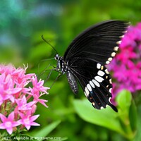 Buy canvas prints of Common Mormon Butterfly by Elaine Manley