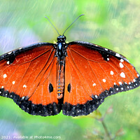 Buy canvas prints of Queen Butterfly  by Elaine Manley