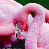 Buy canvas prints of Flamingos     Bubble Gum Pink by Elaine Manley