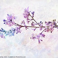 Buy canvas prints of Rainbow Cherry Blossoms by Elaine Manley