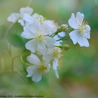 Buy canvas prints of Strawberry Blossoms  by Elaine Manley