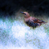 Buy canvas prints of Baby Starling  by Elaine Manley