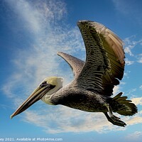 Buy canvas prints of The Pelican  by Elaine Manley