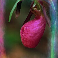 Buy canvas prints of Lady Slipper  by Elaine Manley