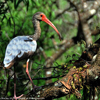 Buy canvas prints of Young Ibis  by Elaine Manley