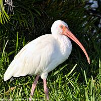 Buy canvas prints of White Ibis by Elaine Manley