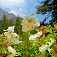 Buy canvas prints of Lily Flowers  and Mountains                by Elaine Manley
