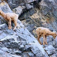 Buy canvas prints of Baby Bighorn Sheep  by Elaine Manley