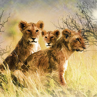 Buy canvas prints of Lion Cubs Relaxing by Elaine Manley