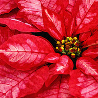 Buy canvas prints of Red and White Poinsettas flower by Elaine Manley