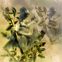 Buy canvas prints of Cuddly Koala by Elaine Manley