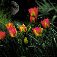 Buy canvas prints of Night Spring Tulip flowers by Elaine Manley