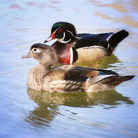 Buy canvas prints of Male and Female Wood Ducks by Elaine Manley