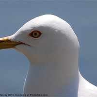 Buy canvas prints of Ring Billed Gull by Elaine Manley