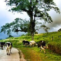 Buy canvas prints of When The Cows Come Home by Elaine Manley