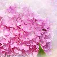 Buy canvas prints of Pink  Hydrangeas Flower by Elaine Manley
