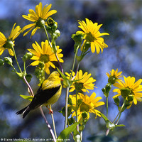Buy canvas prints of American Goldfinch on Wild flowers  by Elaine Manley