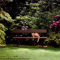 Buy canvas prints of The Cat in the Botanical Gardens by Elaine Manley