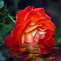 Buy canvas prints of Orange Beauty Rose Flower by Elaine Manley