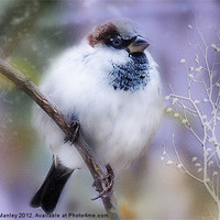 Buy canvas prints of Winter Sparrow Keeping Warm by Elaine Manley