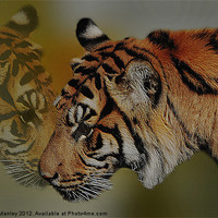 Buy canvas prints of The Tiger and Himself Reflected by Elaine Manley
