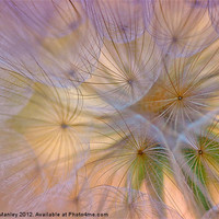 Buy canvas prints of Dandelion Fluff  Flower by Elaine Manley