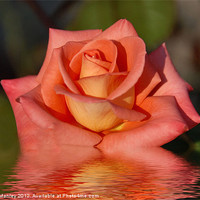 Buy canvas prints of Mandarin Orange Rose flower Reflection by Elaine Manley
