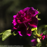 Buy canvas prints of Crimson Rose Flower by Elaine Manley