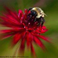 Buy canvas prints of The Nector Collector ..Bee by Elaine Manley