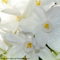 Buy canvas prints of Paper White Narcissus Flower by Elaine Manley