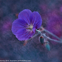Buy canvas prints of Purple Wild flower...Cranesbill flower by Elaine Manley