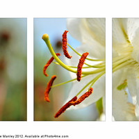 Buy canvas prints of Day Lily flower in Triptych by Elaine Manley