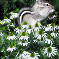 Buy canvas prints of Flower Baby Chipmunk by Elaine Manley