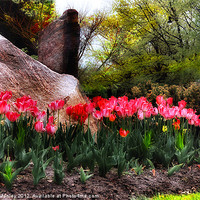Buy canvas prints of    Flower  ..Tulip Garden on a Rainy Day by Elaine Manley
