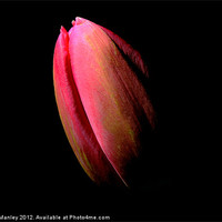 Buy canvas prints of  Flower  Tulip in the Dark by Elaine Manley