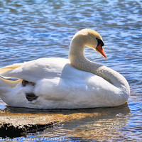 Buy canvas prints of Lovely Mute Swan by Elaine Manley