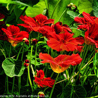Buy canvas prints of Nasturtium Flower Garden by Elaine Manley