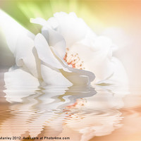Buy canvas prints of White Rose by Elaine Manley