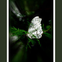 Buy canvas prints of Tropical White Butterfly.. Wood Nymph  by Elaine Manley