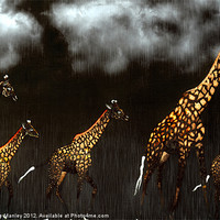 Buy canvas prints of Giraffe by Elaine Manley