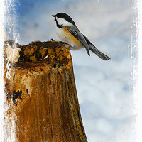 Buy canvas prints of Winter Visitor by Elaine Manley