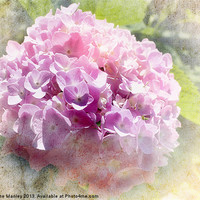 Buy canvas prints of Hydrangea by Elaine Manley