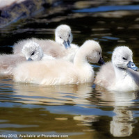 Buy canvas prints of Cygnets by Elaine Manley