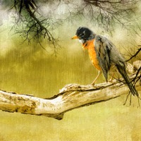 Buy canvas prints of Upset Robin in the Rain by Elaine Manley