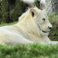 Buy canvas prints of  Beautiful White Lion Male     Animal by Elaine Manley