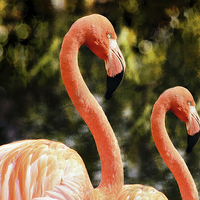 Buy canvas prints of Flamingos by Elaine Manley